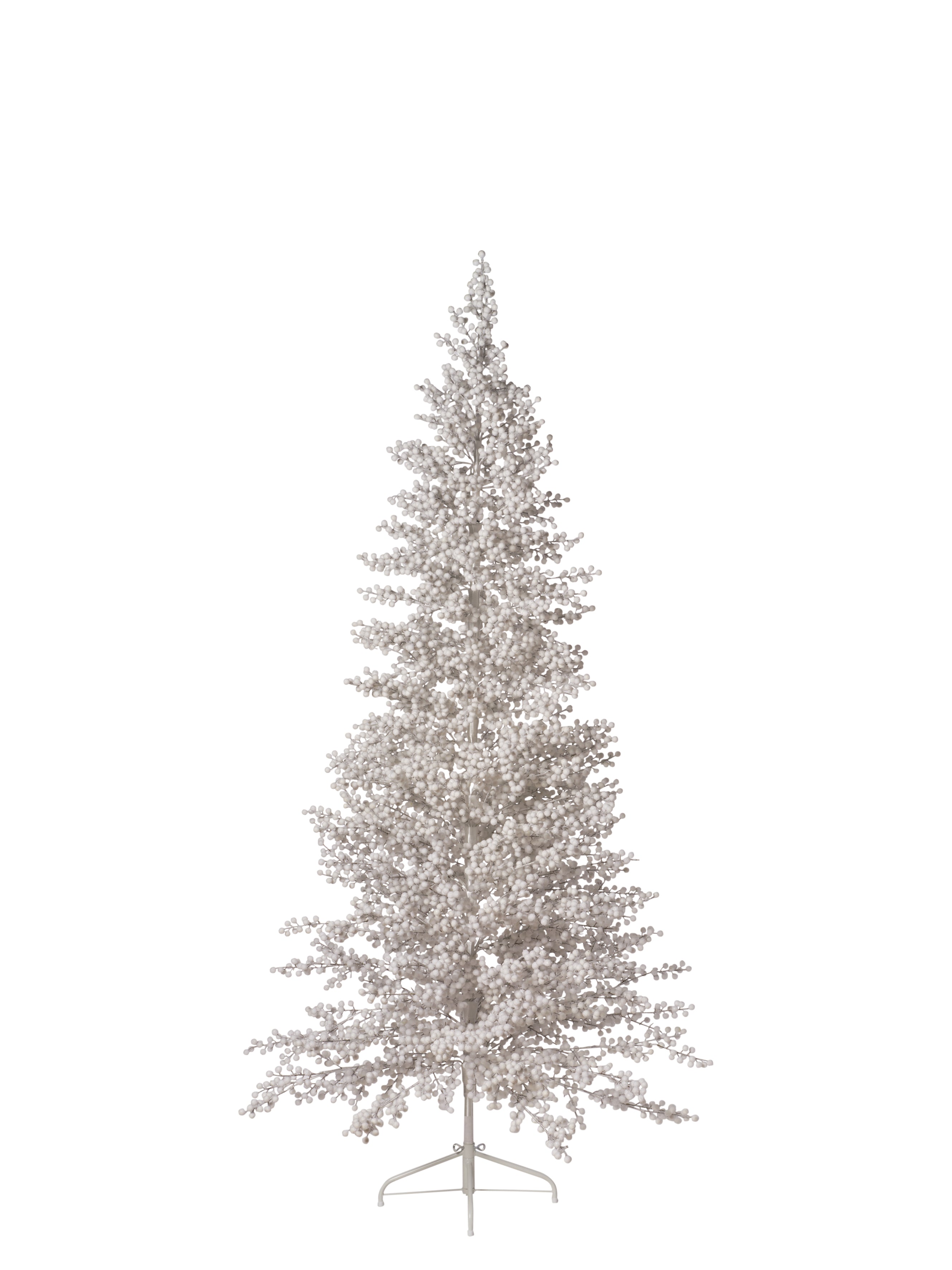 Sapin baies blanc