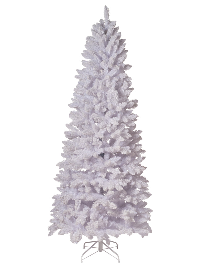 Sapin blanc