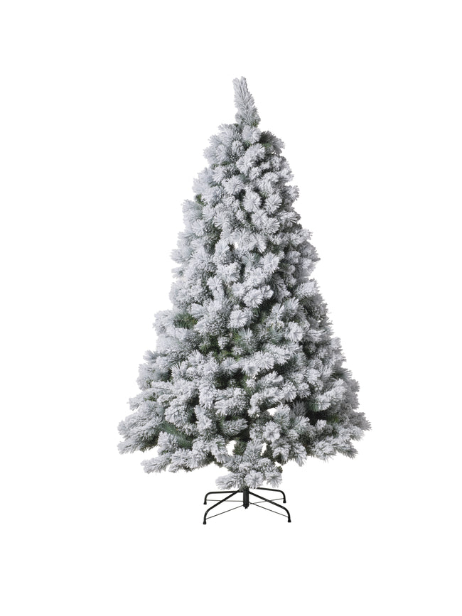 Sapin enneigé