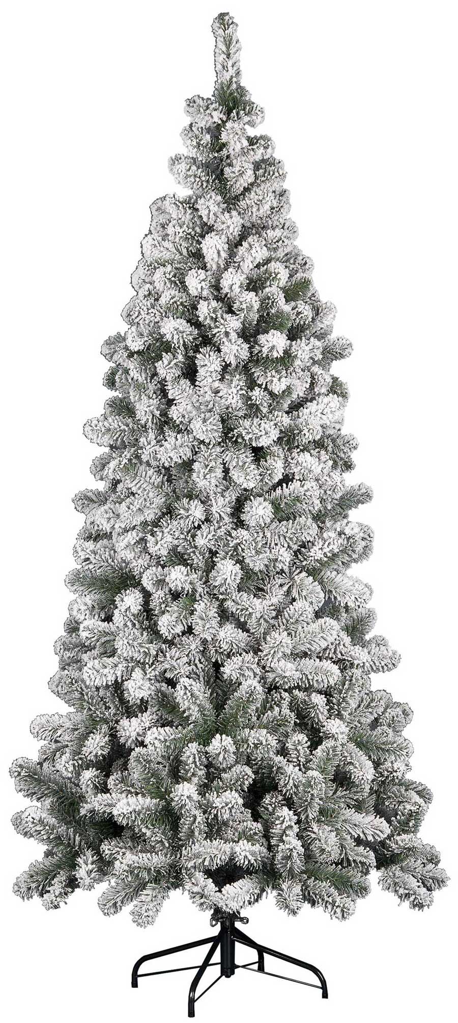 Sapin Kenya enneigé