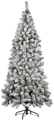 Sapin Kenya enneigé