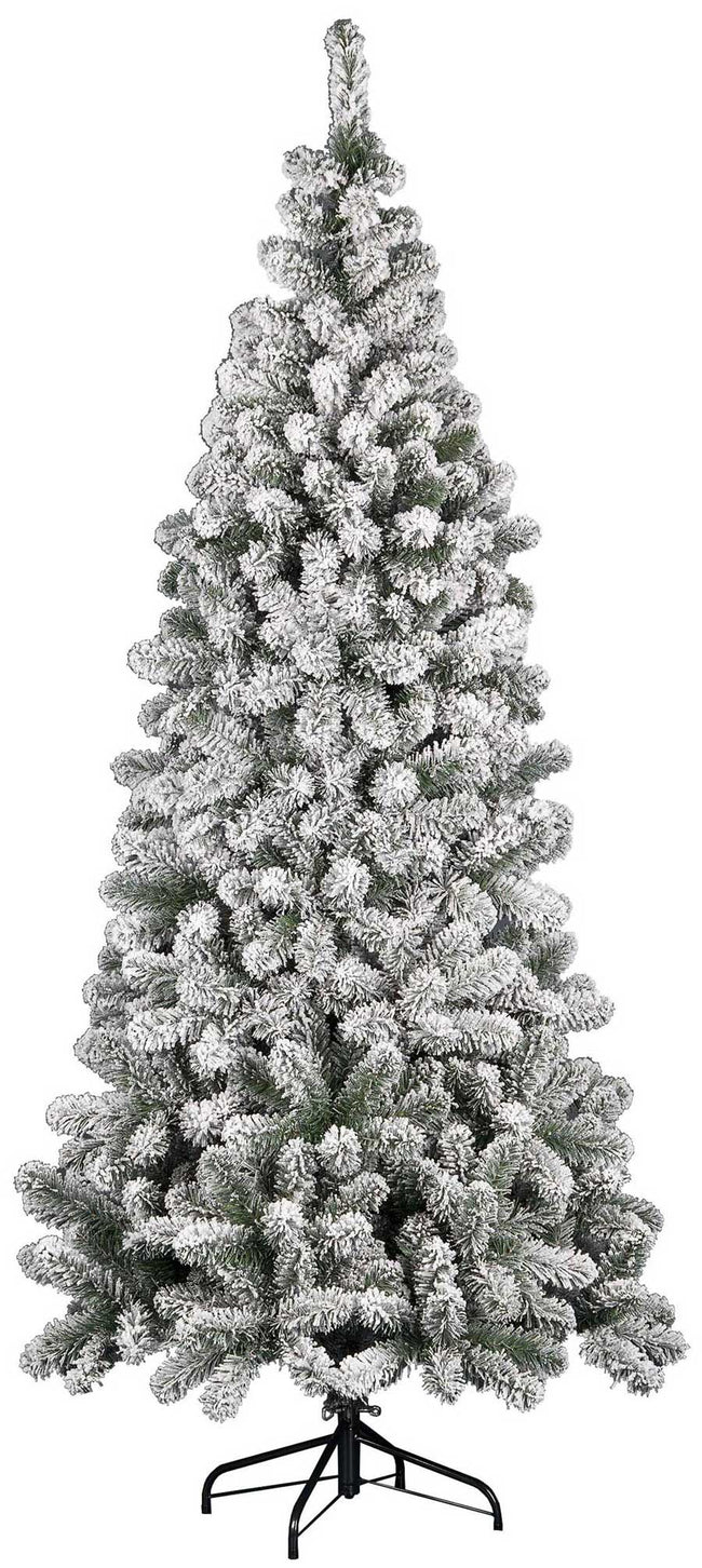 Sapin Kenya enneigé