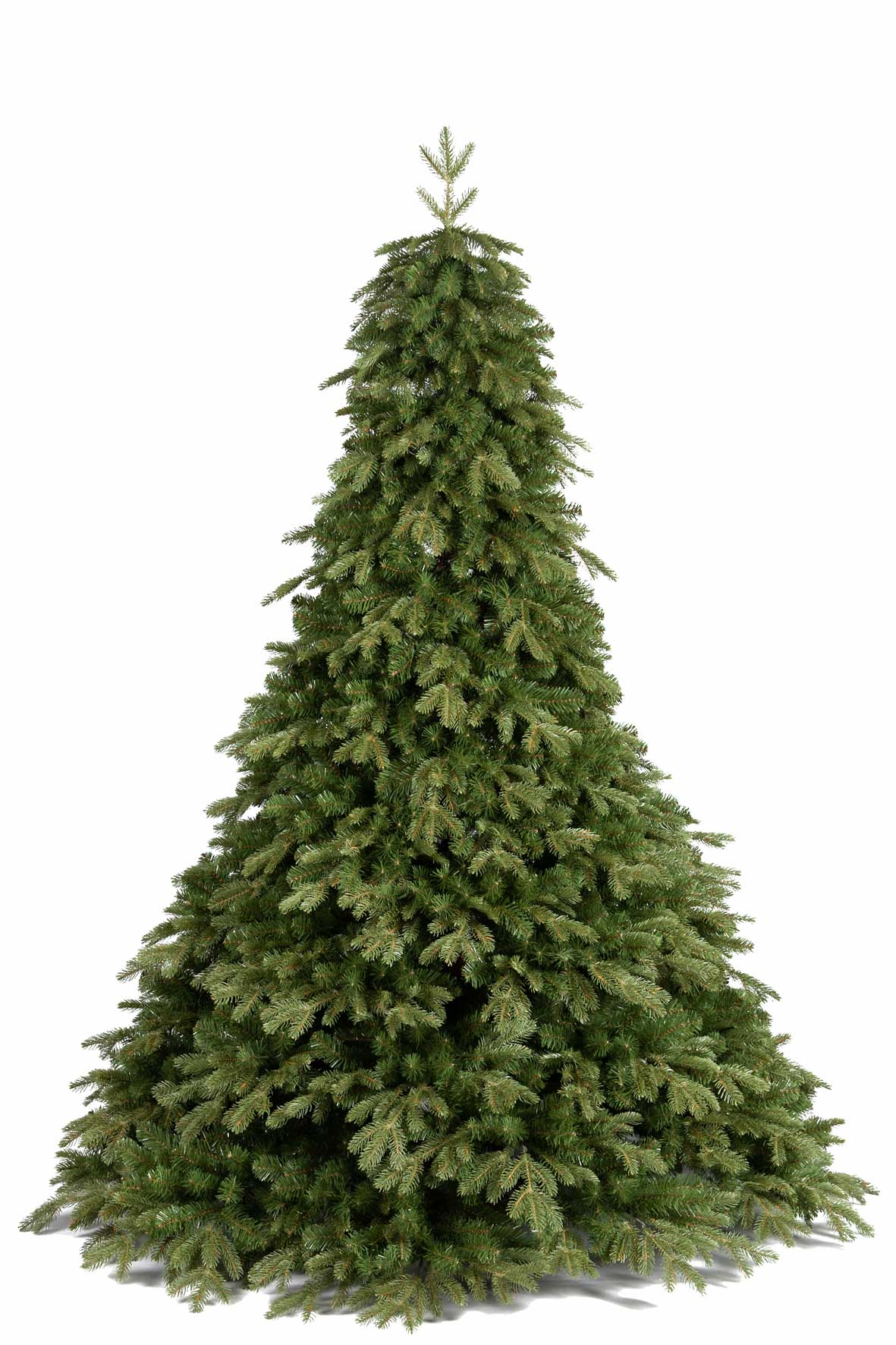 Sapin Pandora