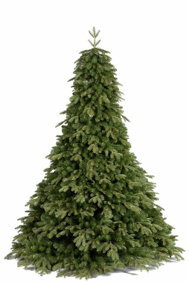 Sapin Pandora