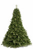 Sapin Pandora