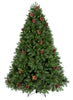 Sapin Star