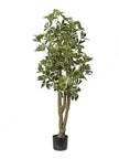Schefflera