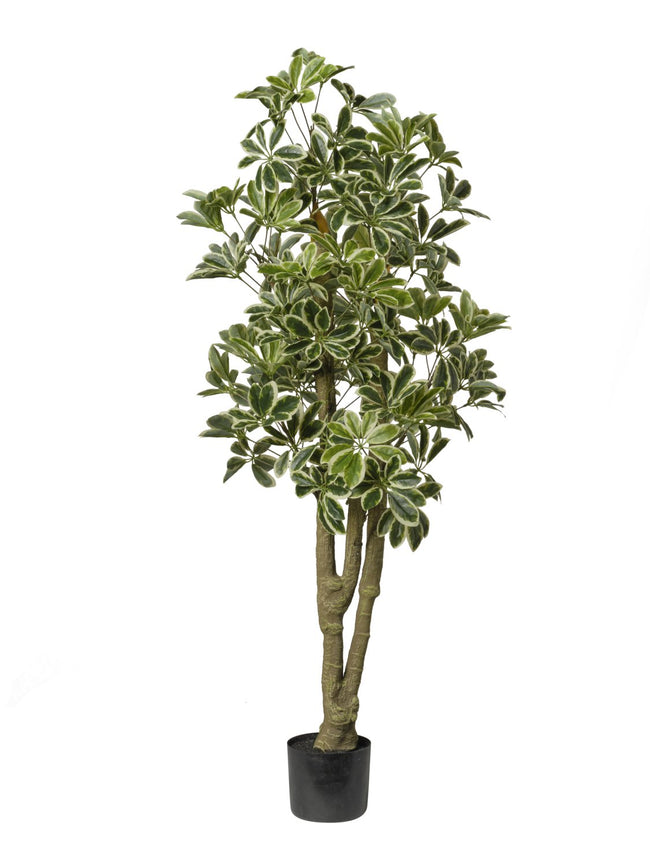 Schefflera