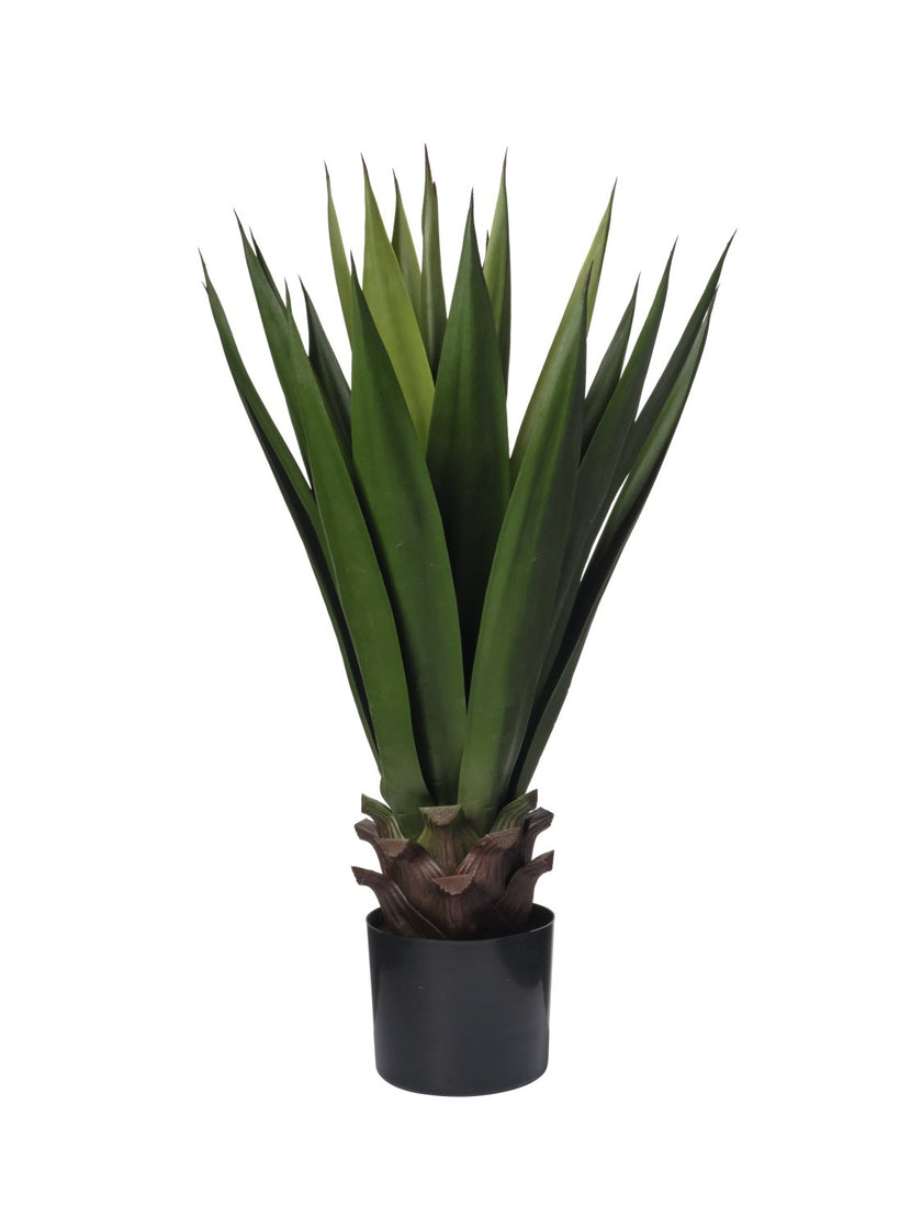 Sisal
