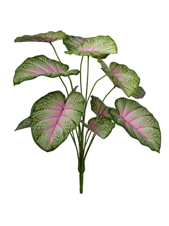 Branche de caladium