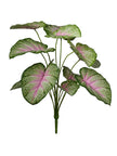 Branche de caladium