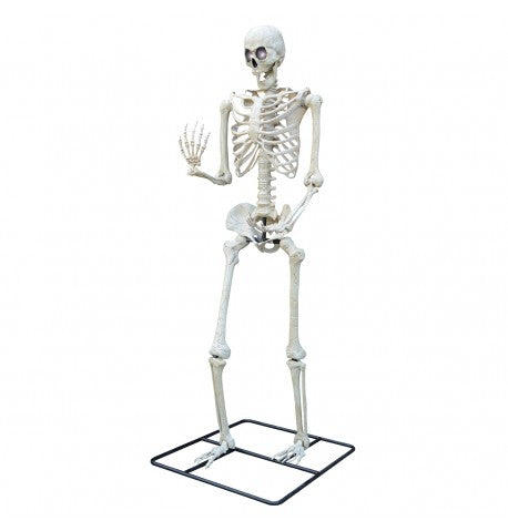 Squelette geant LCD