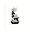Duo sous cloche A022W
