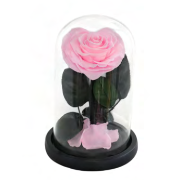 Rose en cœur sous cloche A003P