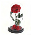 Rose sous cloche A009