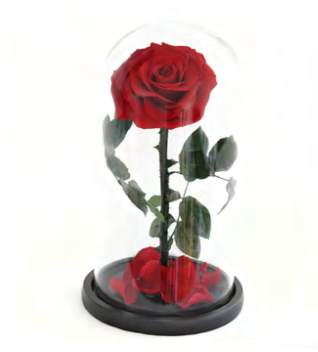 Rose sous cloche A009