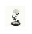 Rose sous cloche A009W