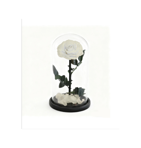 Rose sous cloche A009W