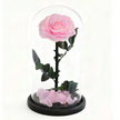 Rose sous cloche A009P