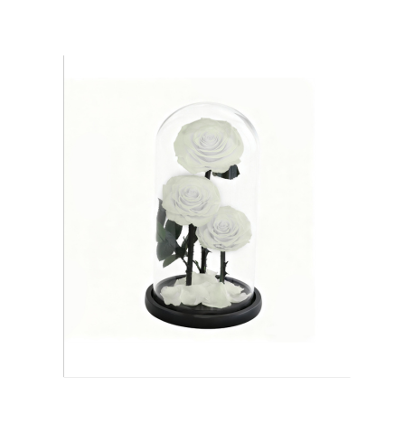 Trio sous cloche A006W