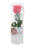 Mini rose stabilisée PRZ/2490