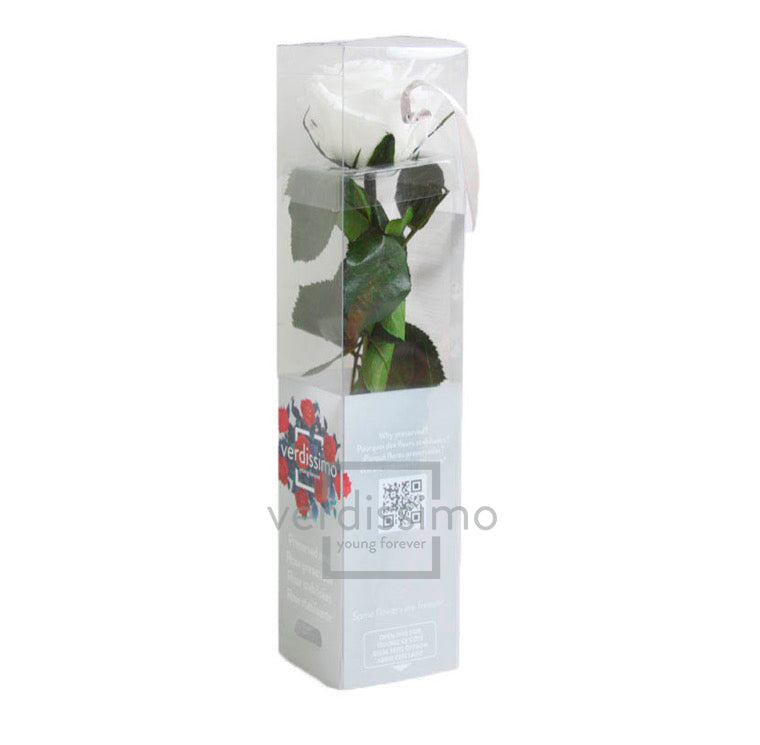Mini rose stabilisée PRZ/2000
