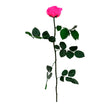 Rose stabilisée premium PRZ/7430