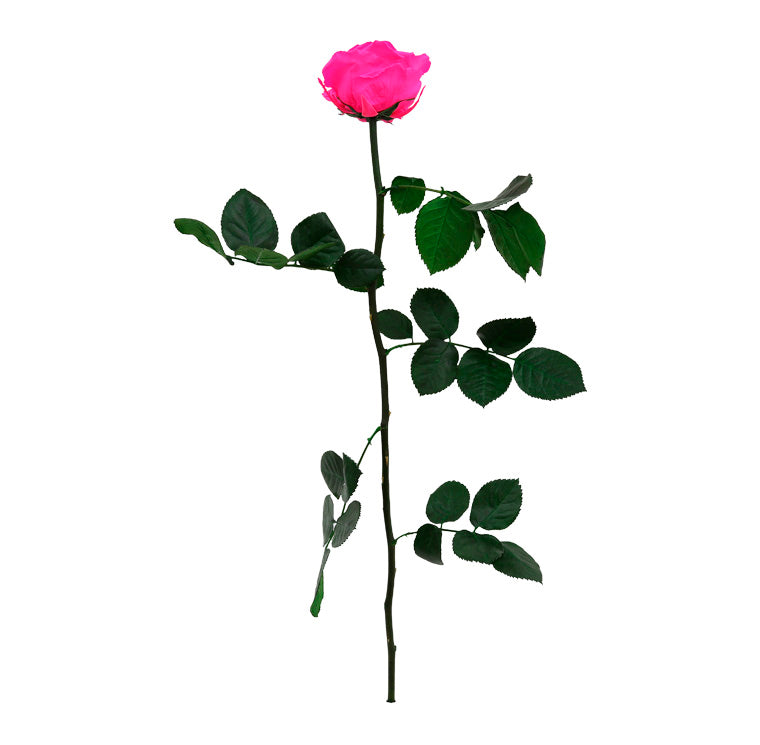 Rose stabilisée premium PRZ/7430