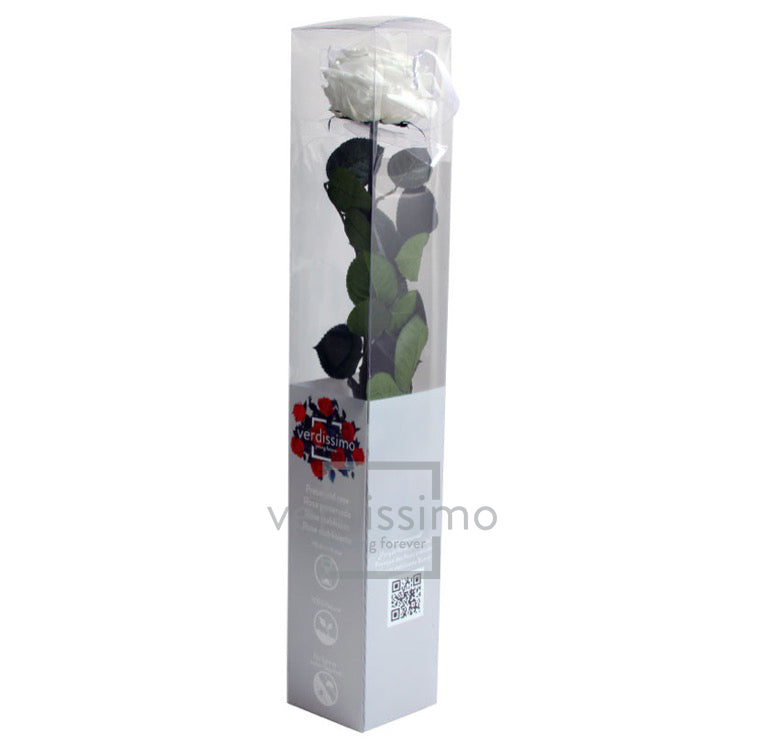Rose stabilisée premium PRZ/7000