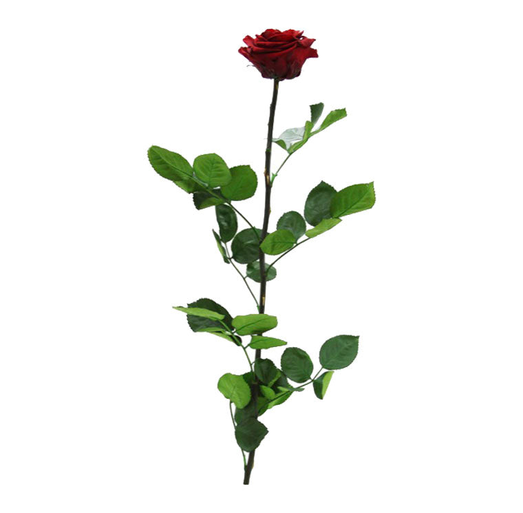 Rose stabilisée premium PRZ/7800