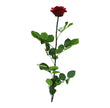 Rose stabilisée premium PRZ/7800