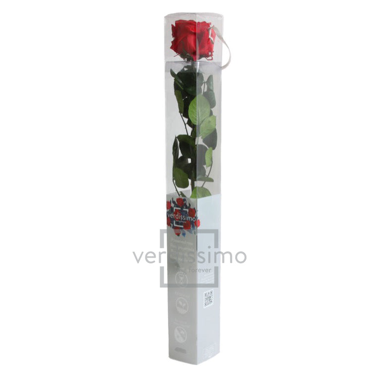 Rose stabilisée PRZ/1200