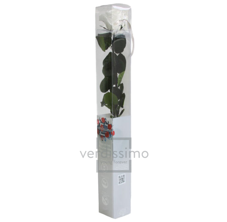 Rose stabilisée PRZ/1000