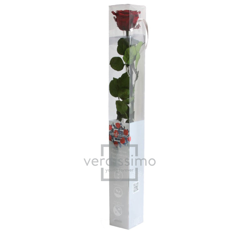 Rose stabilisée PRZ/1800