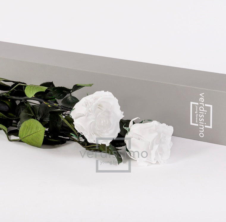 Rose stabilisée premium+ VRS/1000F