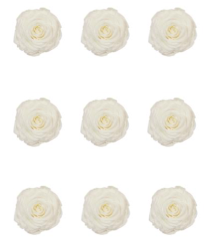 Rose stabilisée x9 426 INES
