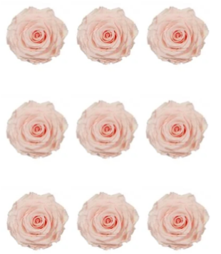 Rose stabilisée x9 427 INES