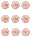 Rose stabilisée x9 427 INES