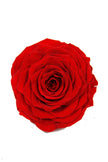 Rose stabilisée XL 70 MAGMA