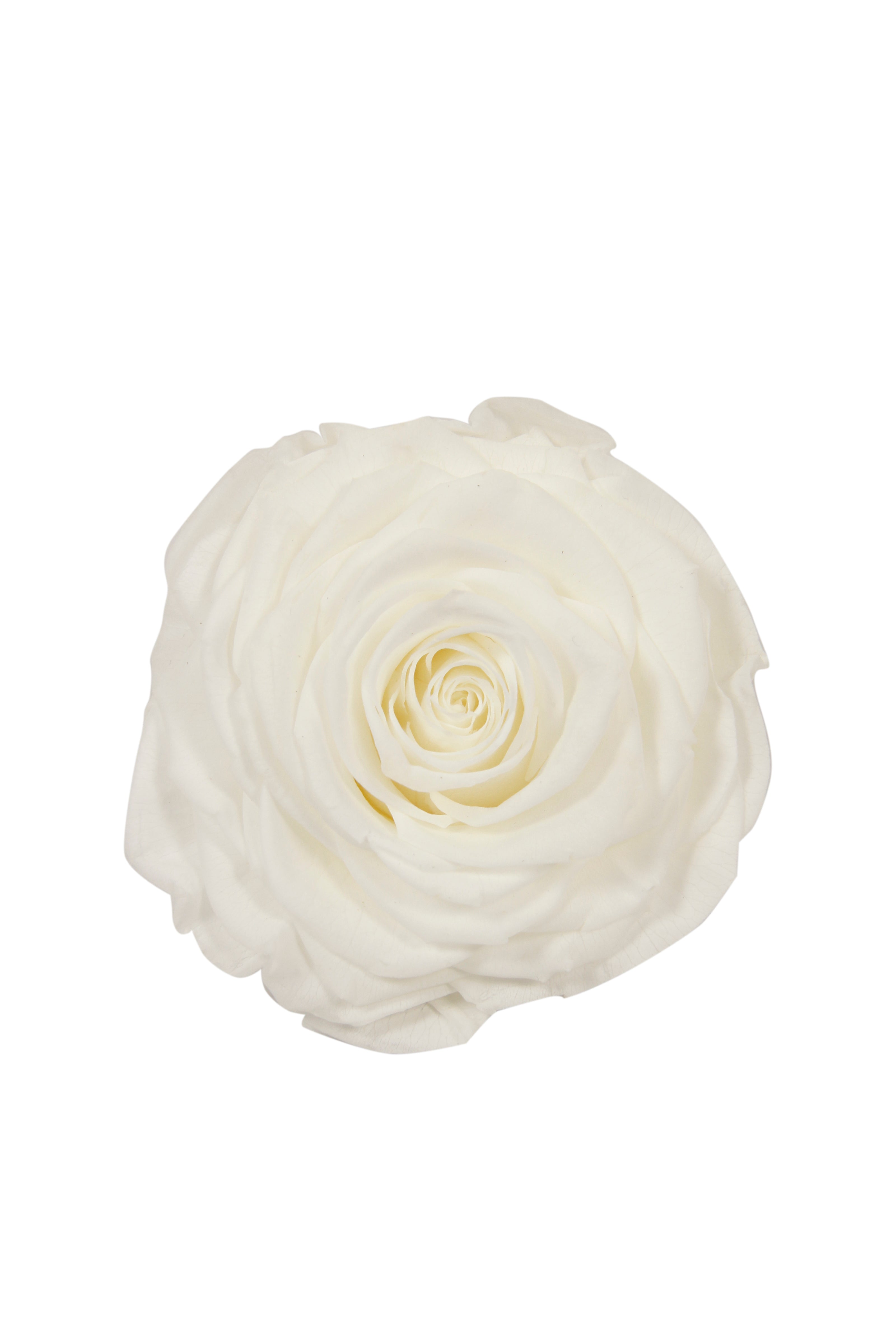 Rose stabilisée XL 68 MAGMA