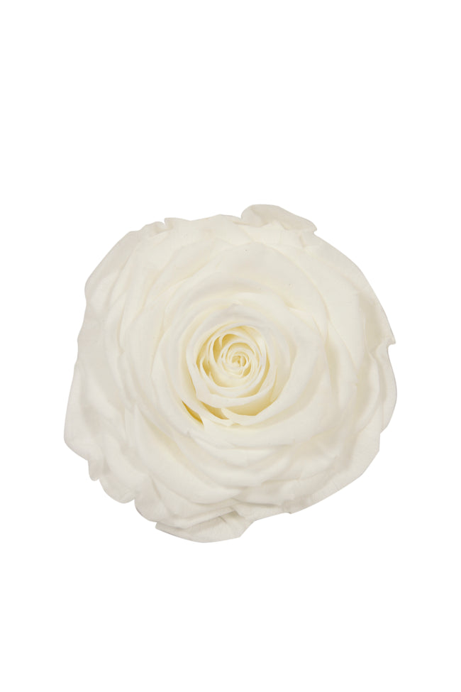 Rose stabilisée XL 68 MAGMA