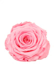 Rose stabilisée XL 69 MAGMA