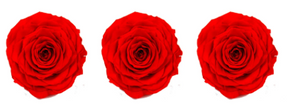 Rose stabilisée x3 129 MONA