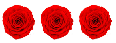 Rose stabilisée x3 129 MONA