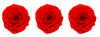 Rose stabilisée x3 129 MONA