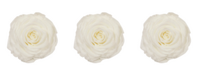 Rose stabilisée x3 130 MONA