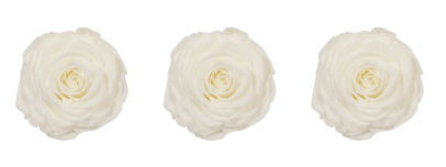 Rose stabilisée x3 130 MONA