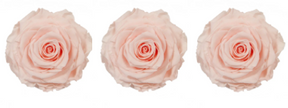 Rose stabilisée x3 128 MONA