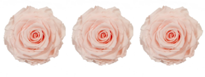 Rose stabilisée x3 128 MONA