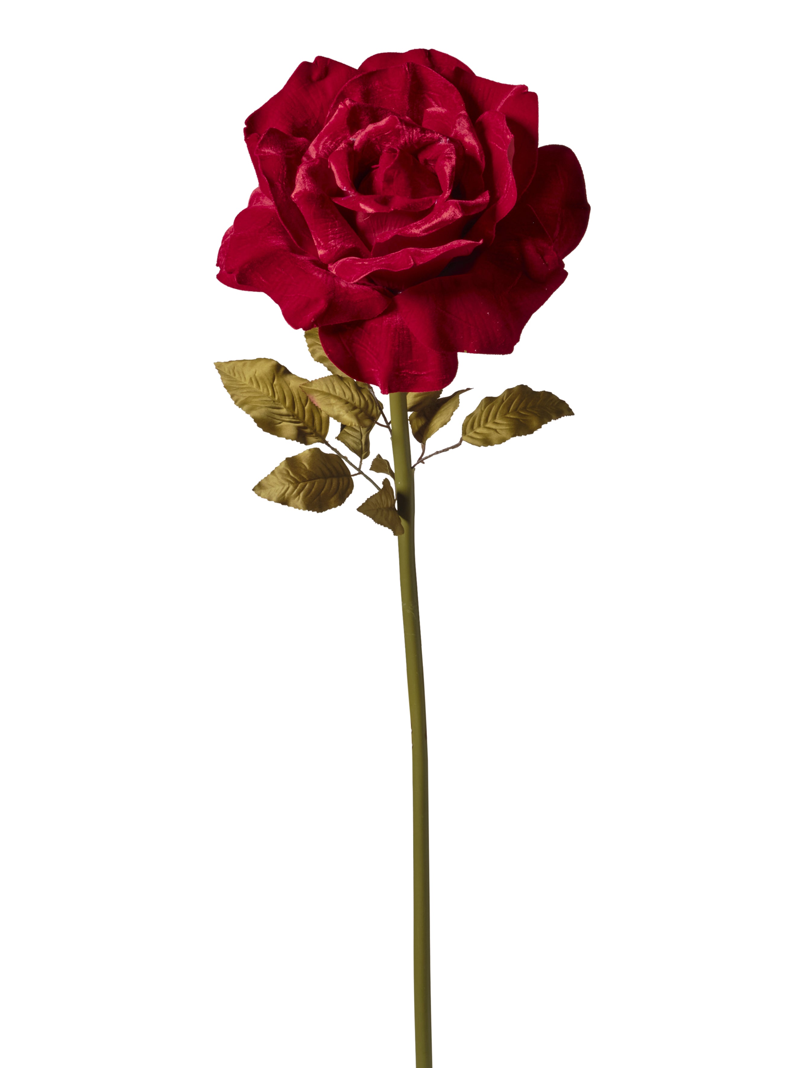 Rose velours 1NPD82-253